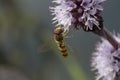 Hover fly in fligt, flying above leaves Royalty Free Stock Photo