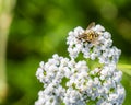 Hover Fly on Flower Royalty Free Stock Photo