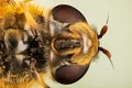 Hover Fly, Flower Flies, Syrphid Flies, Hoverflies, Diptera, Syrphidae