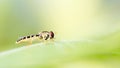 A Hover Fly or Flower Fly ( Syrphidae ) Royalty Free Stock Photo