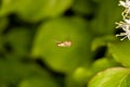 Hover fly is flying green background Royalty Free Stock Photo