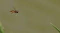 Hover fly flying Royalty Free Stock Photo