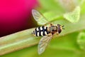 Hover Fly in the garden flowers at close up macro photography shot Royalty Free Stock Photo