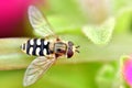 Hover Fly in the garden flowers at close up macro photography shot Royalty Free Stock Photo