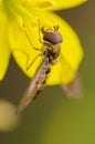 Hover-fly in the garden Royalty Free Stock Photo