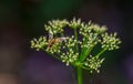 Hover-fly on a green flower umbel Royalty Free Stock Photo