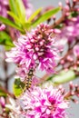 Hover Fly with Hebe Wiri Charm Flowers, Romsey, Victoria, Australia, October 2020 Royalty Free Stock Photo