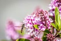 Hover Fly with Hebe Wiri Charm Flowers, Romsey, Victoria, Australia, October 2020 Royalty Free Stock Photo