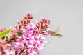 Hover Fly with Hebe Wiri Charm Flowers, Romsey, Victoria, Australia, October 2020 Royalty Free Stock Photo