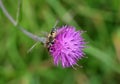 Hover fly, helophilus pendulus, on purple thistle