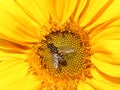 Hover fly, helophilus pendulus, on sunflower