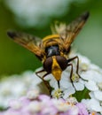 Hover Fly