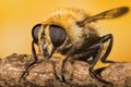 Hover-fly, Hoverfly, Fly, Flies Royalty Free Stock Photo