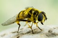 Hover-fly, Hoverfly, Fly, Flies Royalty Free Stock Photo