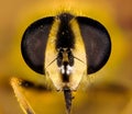 Hover-fly, Hoverfly, Fly, Flies Royalty Free Stock Photo