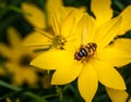 Hover fly inside a yellow flower