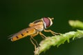 Hover-fly macro Royalty Free Stock Photo