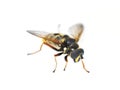 Hover fly mimicry Royalty Free Stock Photo