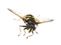 Hover fly mimicry Royalty Free Stock Photo