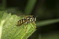 Hover fly Myathropa florea (Syrphidae) Royalty Free Stock Photo