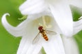 A Hover fly nectaring at White Pouffe Milky Bellflower Royalty Free Stock Photo