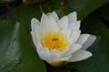 Hover fly over water lily