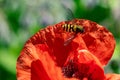 Hover fly perched on a red poppy flower petal Royalty Free Stock Photo