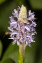 Hover fly on pickerel weed flower in Sunapee, New Hampshire