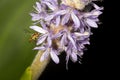 Hover fly on pickerel weed flower in Sunapee, New Hampshire