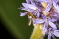 Hover fly on pickerel weed flower in Sunapee, New Hampshire