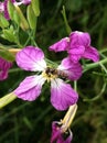 Hover fly and pink wild radish flower