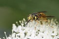 Hover Fly Pollinatiing a Round-leaved Dogwood Royalty Free Stock Photo