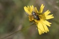 Hover fly feeding on yellow flower Royalty Free Stock Photo