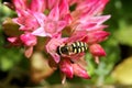 Hover fly (Sericomyia silentis) on a Pink Flower Royalty Free Stock Photo