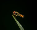 Hover Fly Sitting on Dewdrop Covered Grass Blade Royalty Free Stock Photo