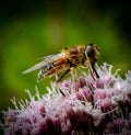 Hover fly sitting on a pink flower in the garden Royalty Free Stock Photo