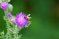 Hover-Fly on Slender Thistle Flower Royalty Free Stock Photo