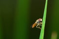 Hover fly on some grass Royalty Free Stock Photo