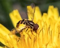 A Hover fly (Syrphidae) feeding and pollinating yellow dandelion flowers.