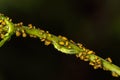 Hover fly Syrphidae,larva feeding on milkweed aphids Aphis nerii Royalty Free Stock Photo