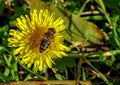 Hover fly, Syrphidae, perching on a celandine in a Bright November day