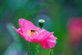 Hover fly Syrphidae on a poppy flower collecting nectar Royalty Free Stock Photo