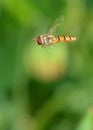 Hover Fly (Syrphus ribesii) Royalty Free Stock Photo