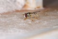 Hover Fly Royalty Free Stock Photo