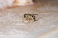 Hover Fly Royalty Free Stock Photo