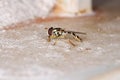Hover Fly Royalty Free Stock Photo