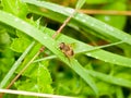 A hover fly up close perched on the green leaf wet rain water Royalty Free Stock Photo