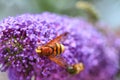 Hover fly, volucella zonaria, on buddleia blossom Royalty Free Stock Photo