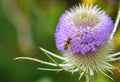 Hover - Fly on Wild Teasel Flower. Royalty Free Stock Photo