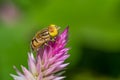 Hover fly ( Eristalinus species Syrphidae ) Royalty Free Stock Photo